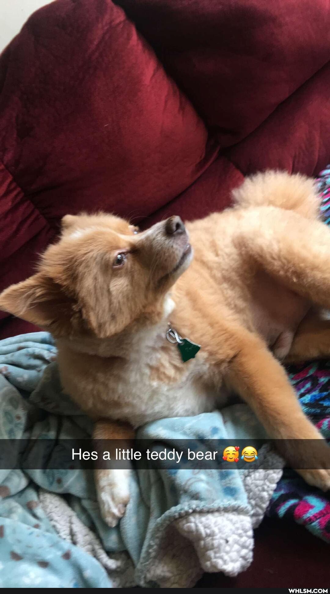 Hes a little teddy bear
