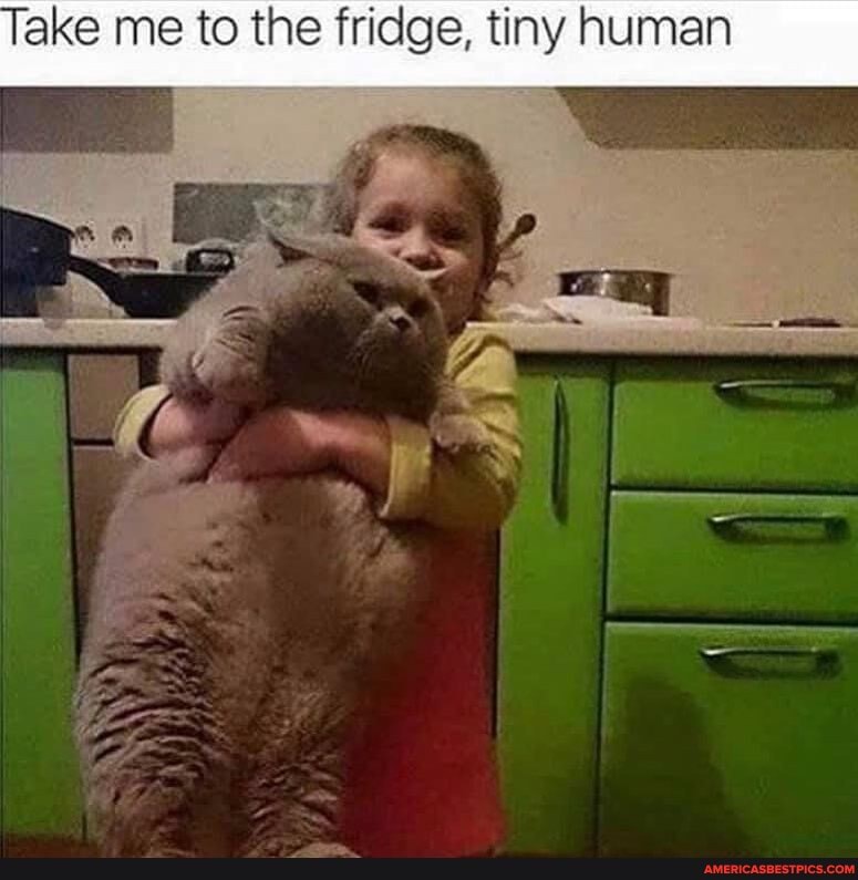 Take me to the fridge, tiny human
