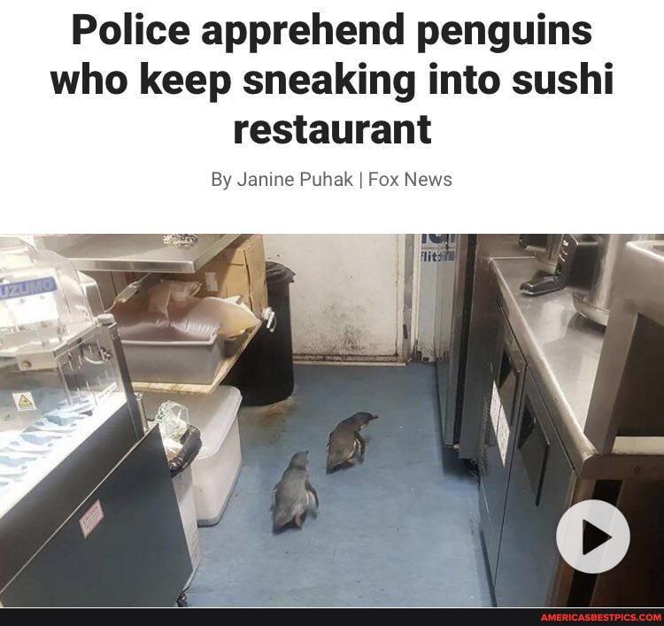Police apprehend penguins who keep sneaking into sushi restaurant
By Janine Puhak I Fox News