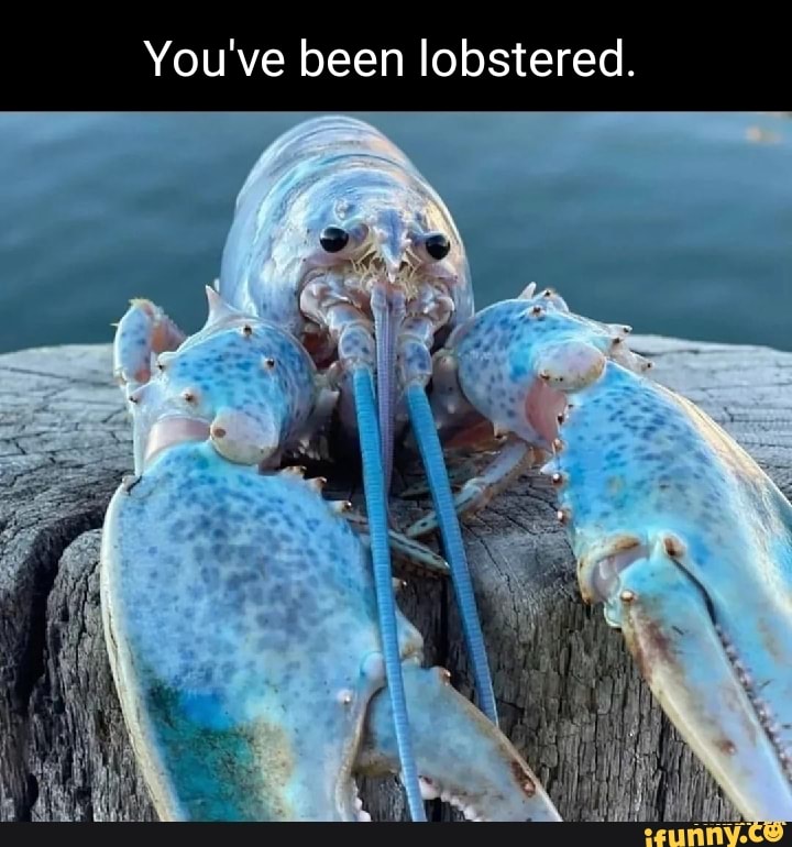 Lobstered memes. Best Collection of funny Lobstered pictures on iFunny
