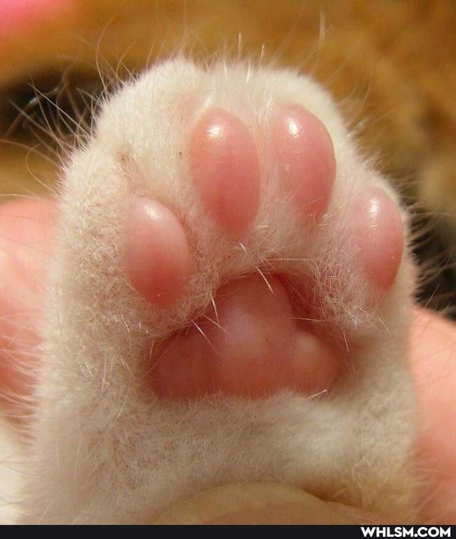 cat, cats