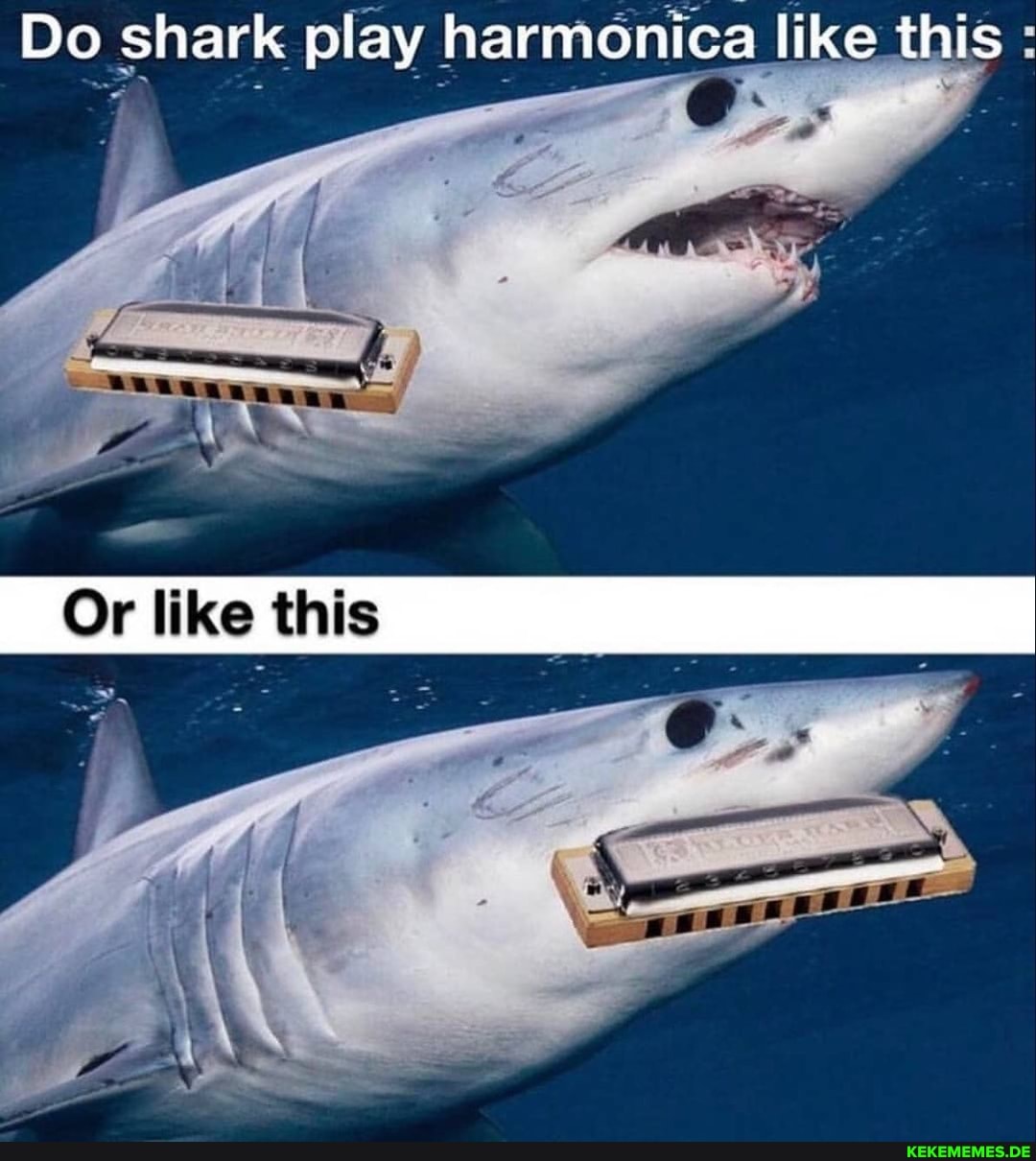 Do shark play harmonica like this
Or like thie