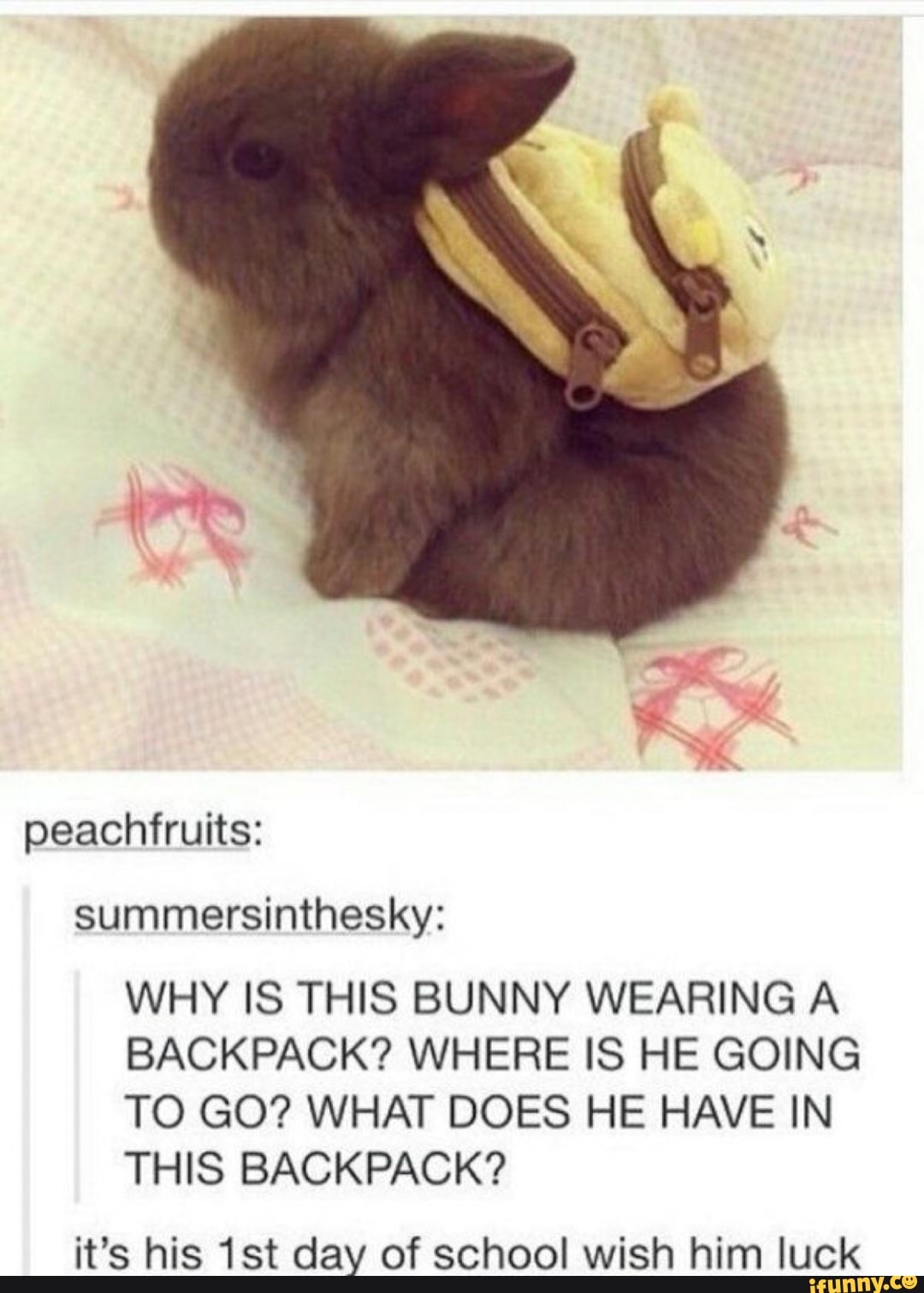 peachfruits:
WHY IS THIS BUNNY WEARING A
BACKPACK? WHERE IS HE GOING
TO GO? WHAT DOES HE HAVE IN
THIS BACKPACK?
it's his 1st day of school wish him luck