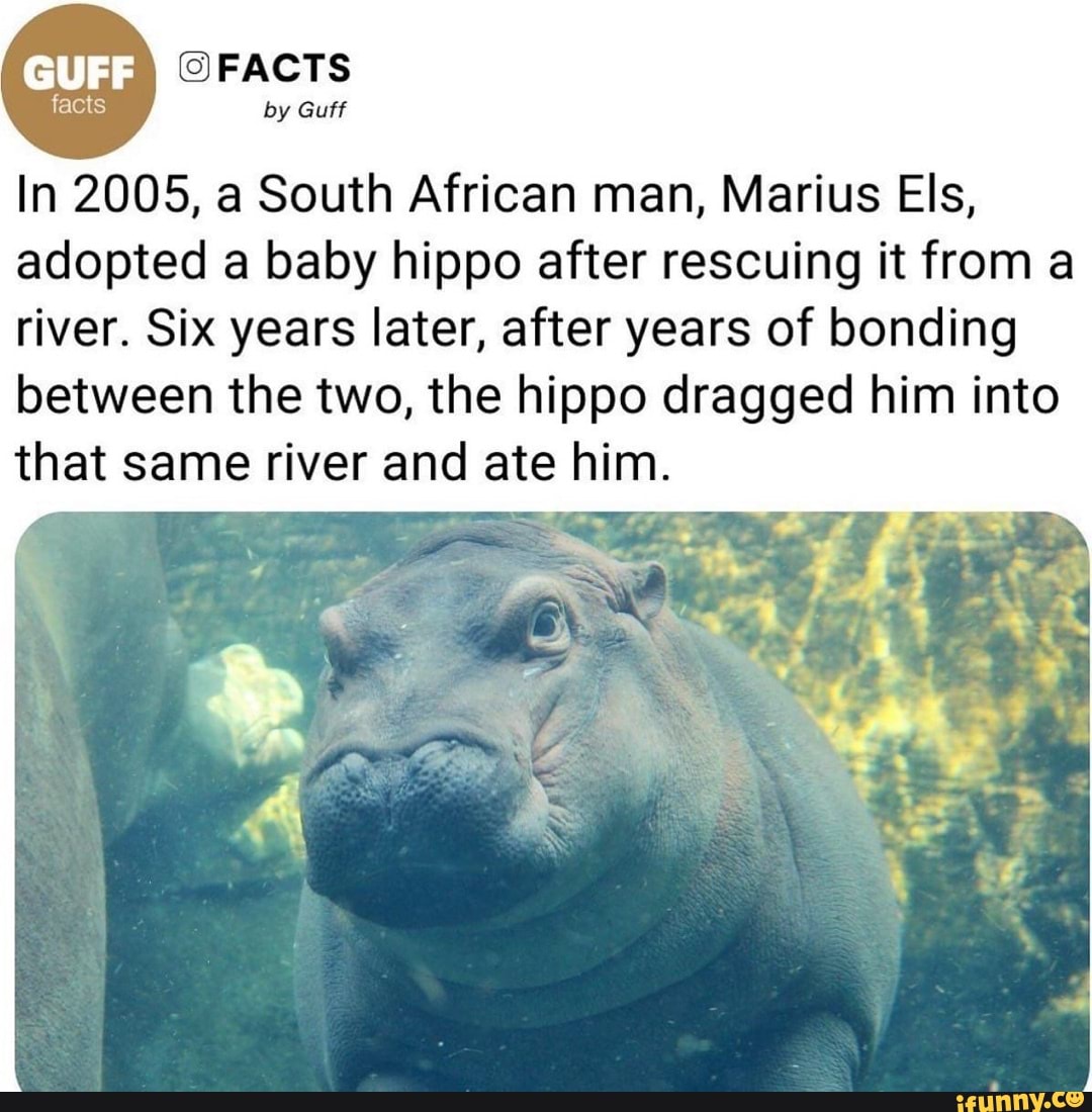 FACTS facts by Guff In 2005, a South African man, Marius Els, adopted a