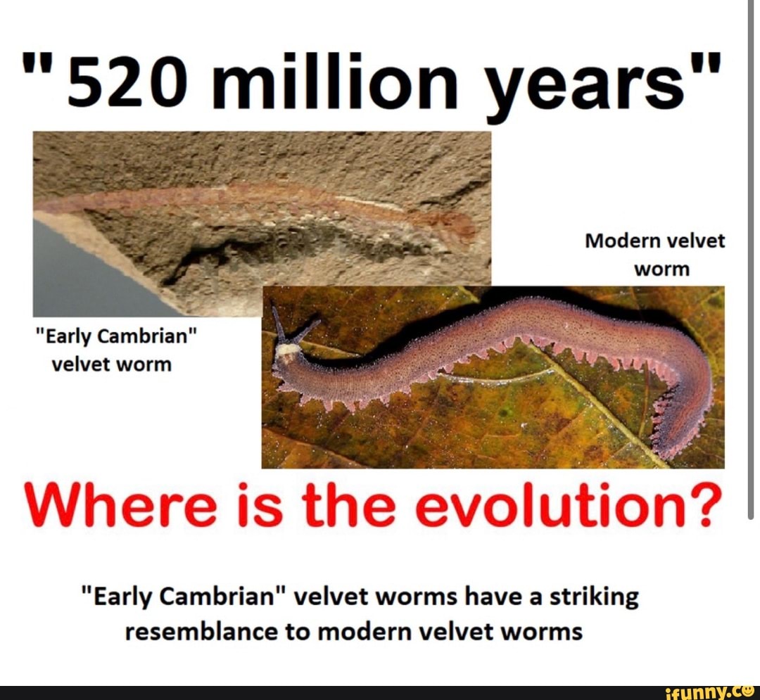 "520 million years" Modern velvet worm "Early Cambrian" velvet worm