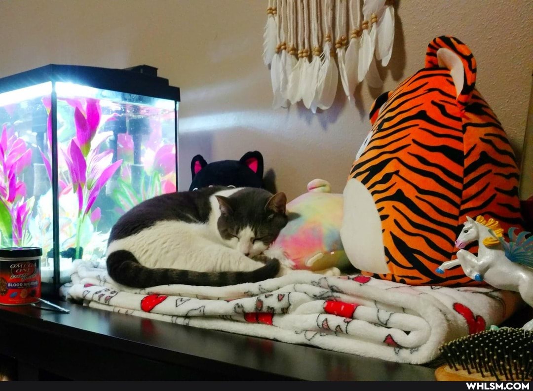 little, spot, cats, sit, watch, fish, wish, think