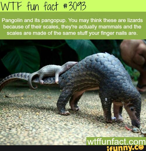 pangolin, animal, science, keratin