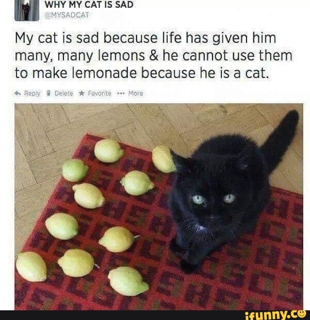 @MYSADCAT
My cat is sad because life has given him
many, many lemons he cannot use them
to make lemonade because he is a cat.