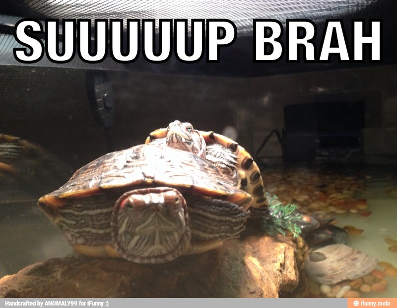 red, snaper, fuuuu