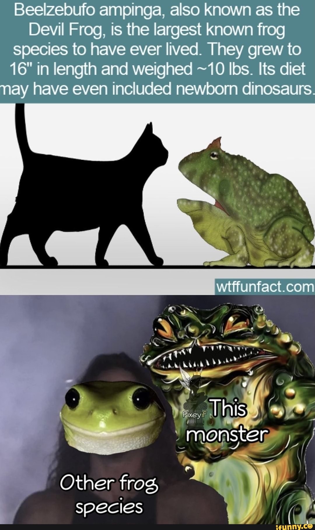 Beelzebufo ampinga. also known as the Devil Frog, is the largest known