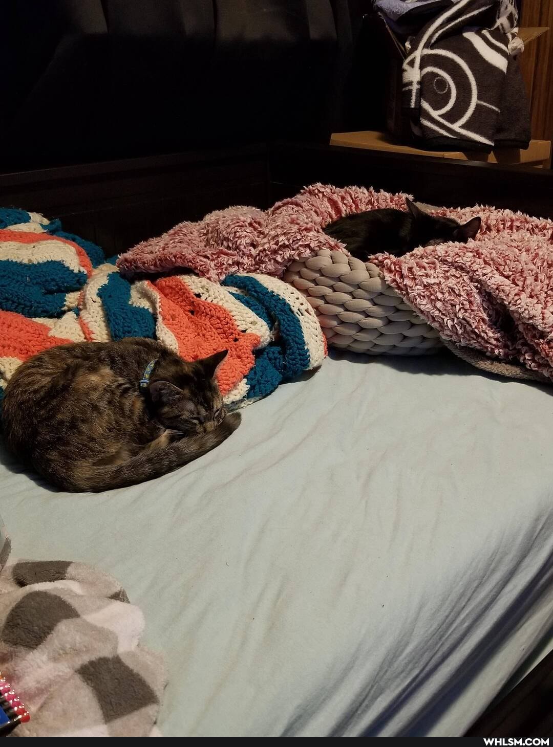 cat, aww, kitten