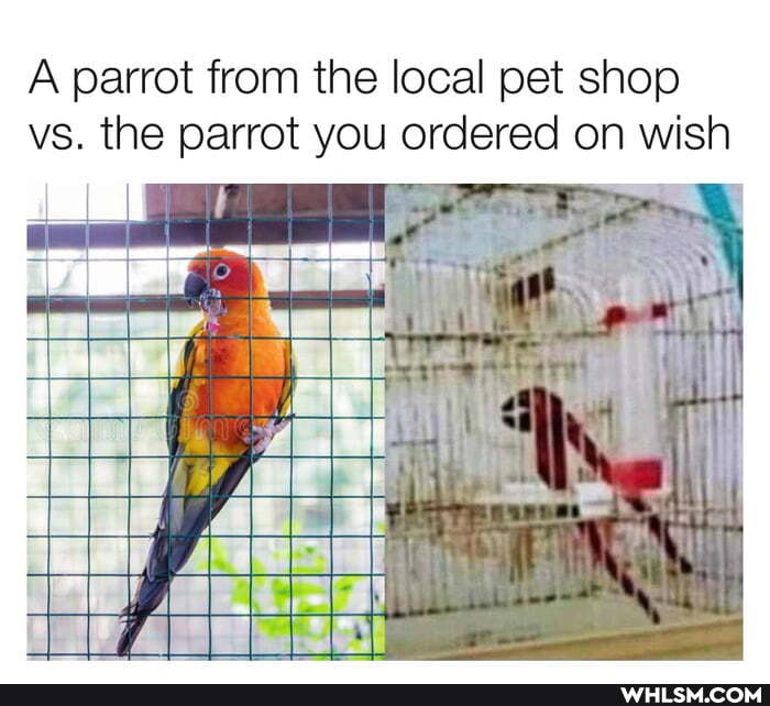 A parrot from the local pet shop vs. the parrot you ordered on wish