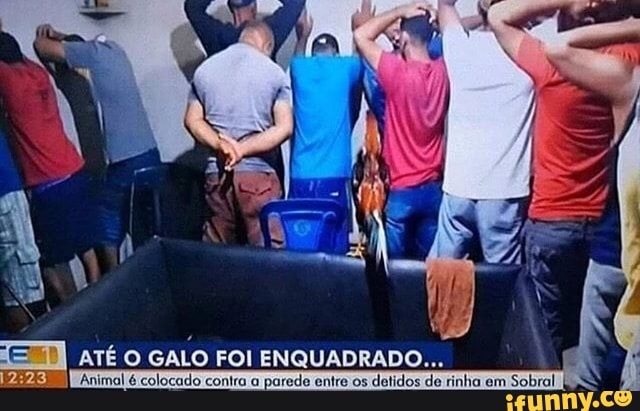 ATÉ O
GALO FOI ENQUADRADO...
Animal é colocado contra a
parede entre os
detidos de rinha em
Sobral