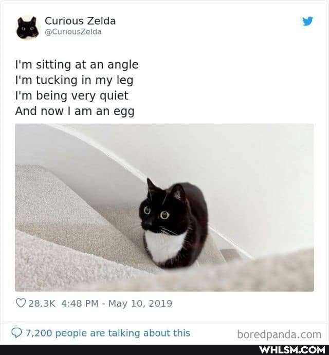 Curious Zelda
I'm sitting at an angle
I'm tucking in my leg
I'm being very quiet
And now I am an egg
< PM - May 10, 2019