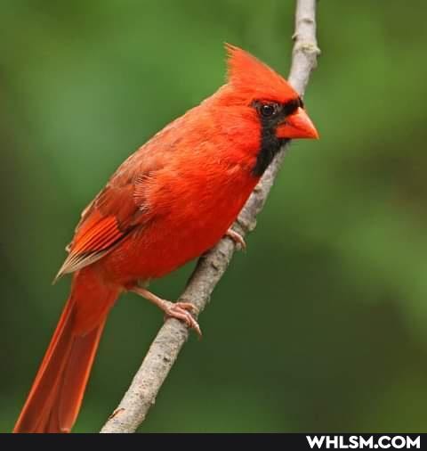 birds, blue_jays, cardinals, which_one
