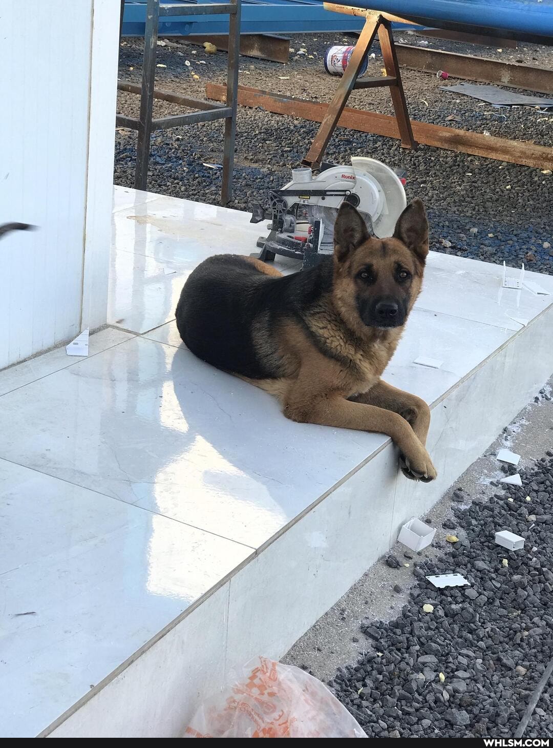 dog, germanshepherd