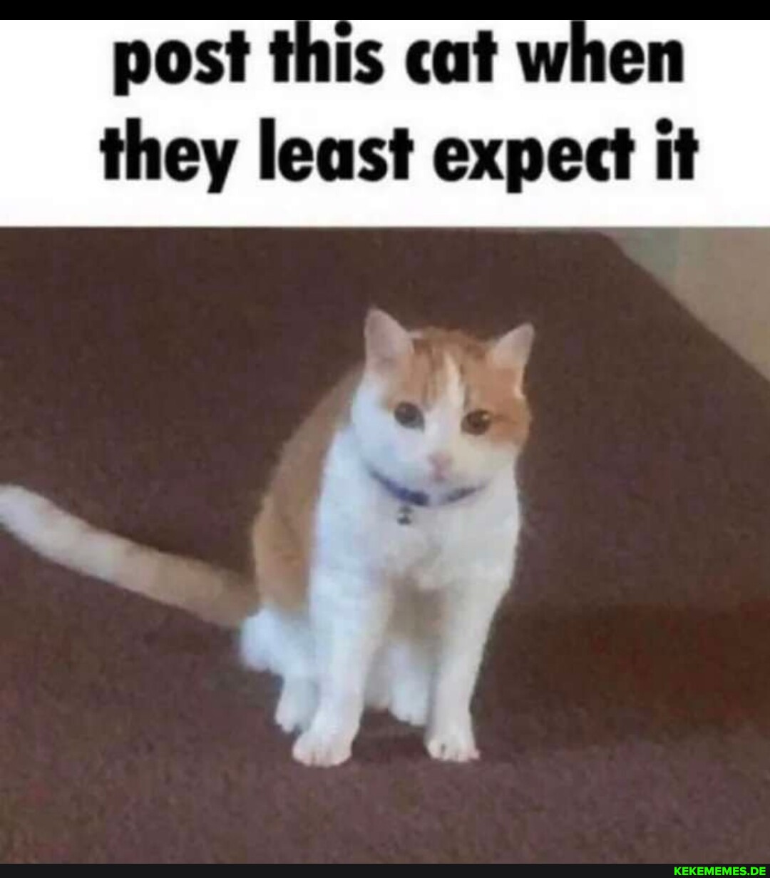 post this cat when they least expect it