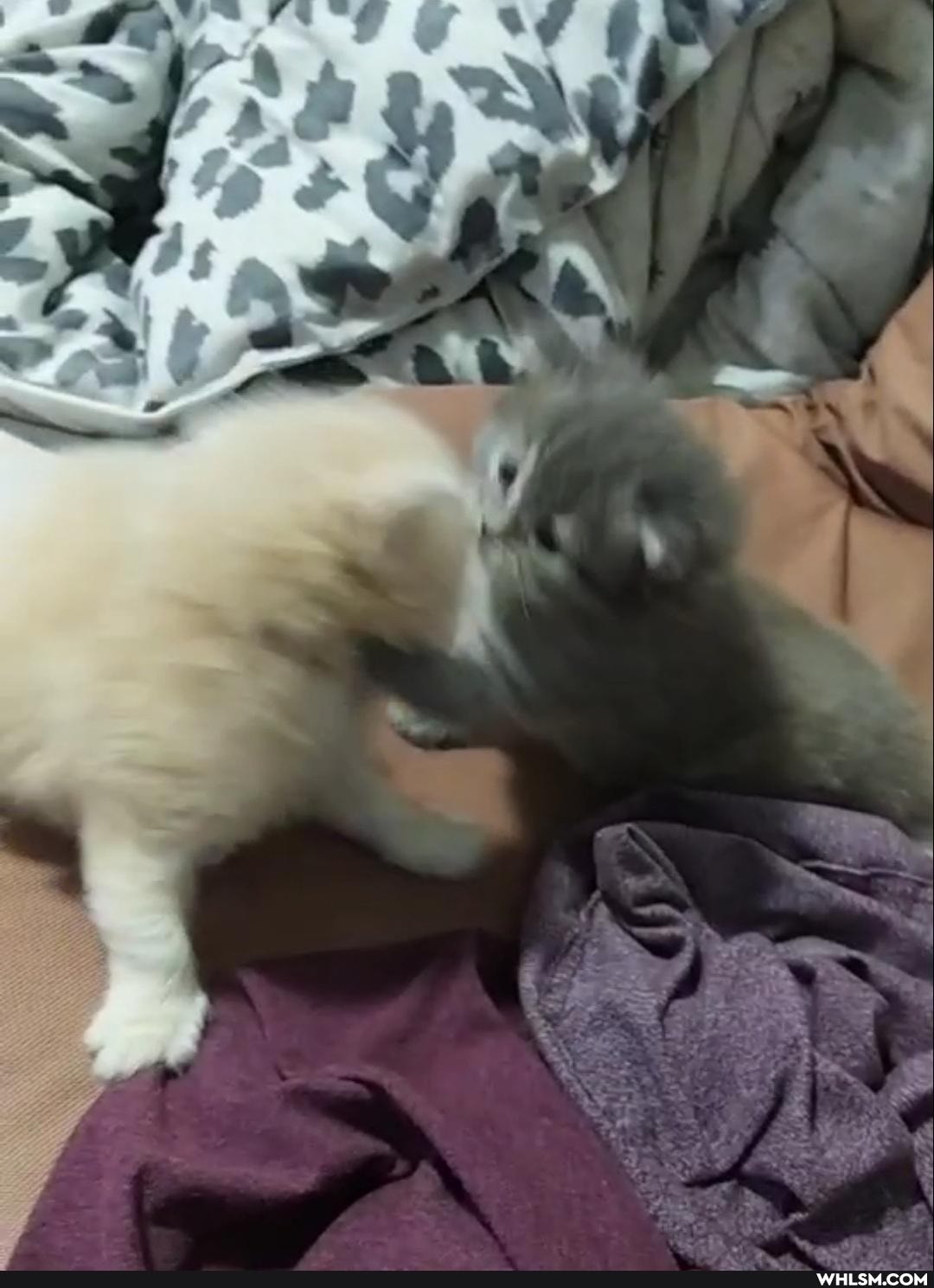 cat, kitten, baby_animals, donation, help