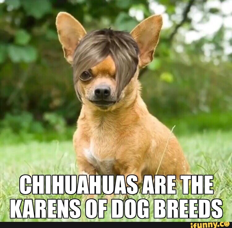 CHIHUAHUAS ARE THE KARENS OF DOG BREEDS IFunny   5202a2280a6807fafb425dae88e201a63281c9f8c55339585d278e14755a48cb 1 