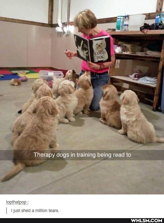 Therapy dogs in training being read to
topthatpop :
I just shed a million tears.