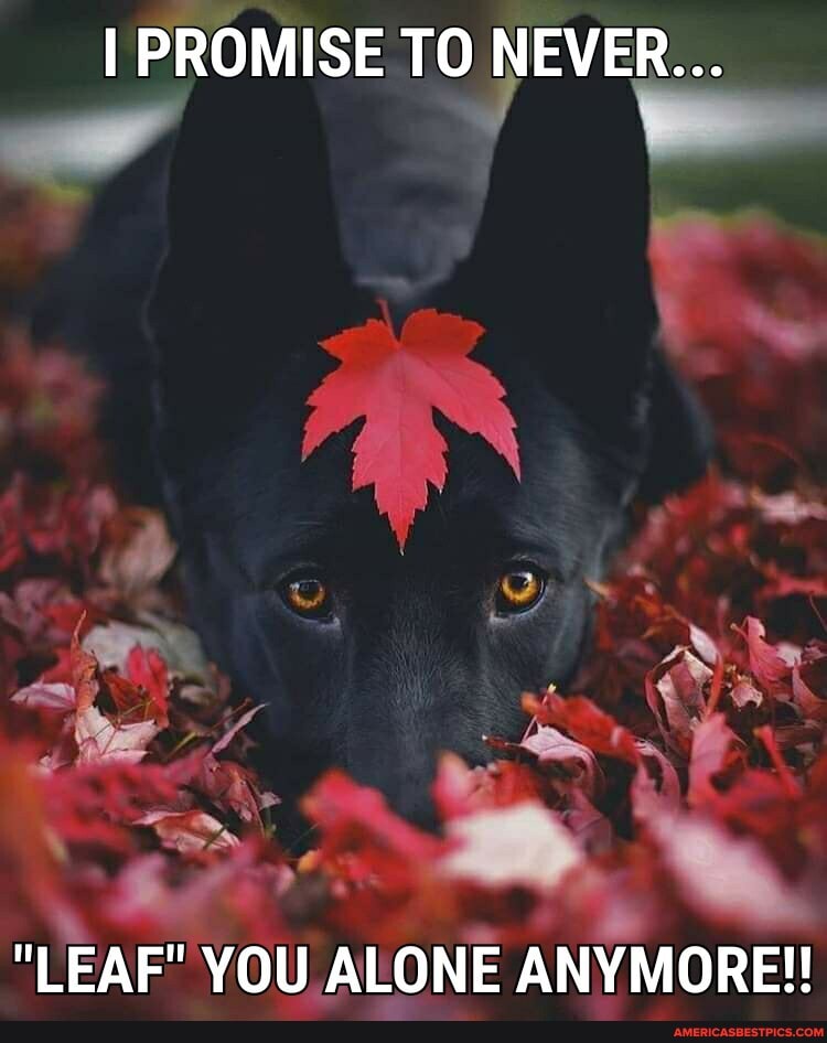 I PROMISE TO NEVER...
"LEAF" YOU ALONE AN
MORE!!