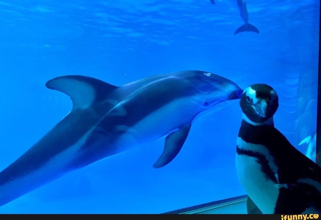 aquaticoc, dolphin, pacificwhitesideddolphin, penguin