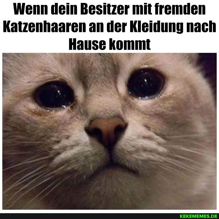 Wenn dein Besitzer mit fremden
Katzenhaaren an der Kleidung nach
Hause kommt
