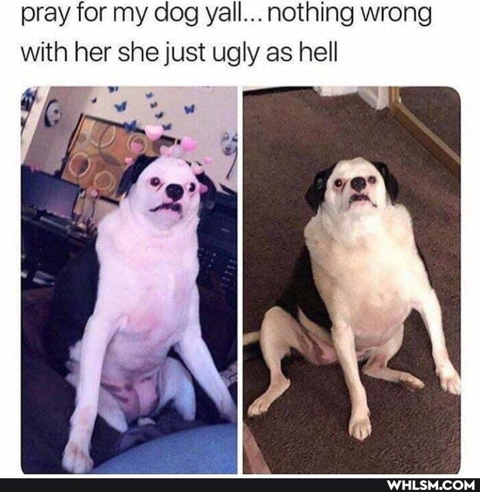 pray for my dog yell. nothing wrong with her she just ugly as hell
We
