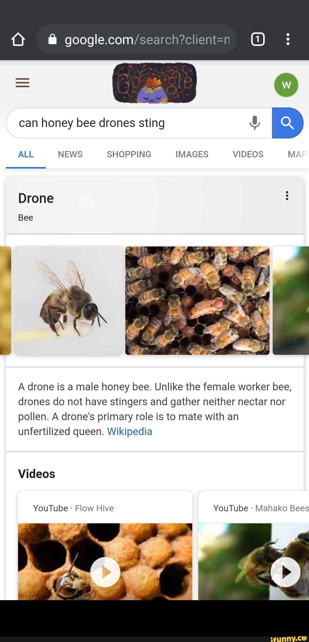 O & G) A drone is a male honey bee. Unlike