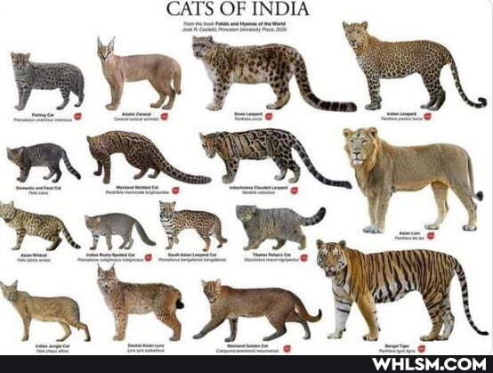 CATS OF IINDLA