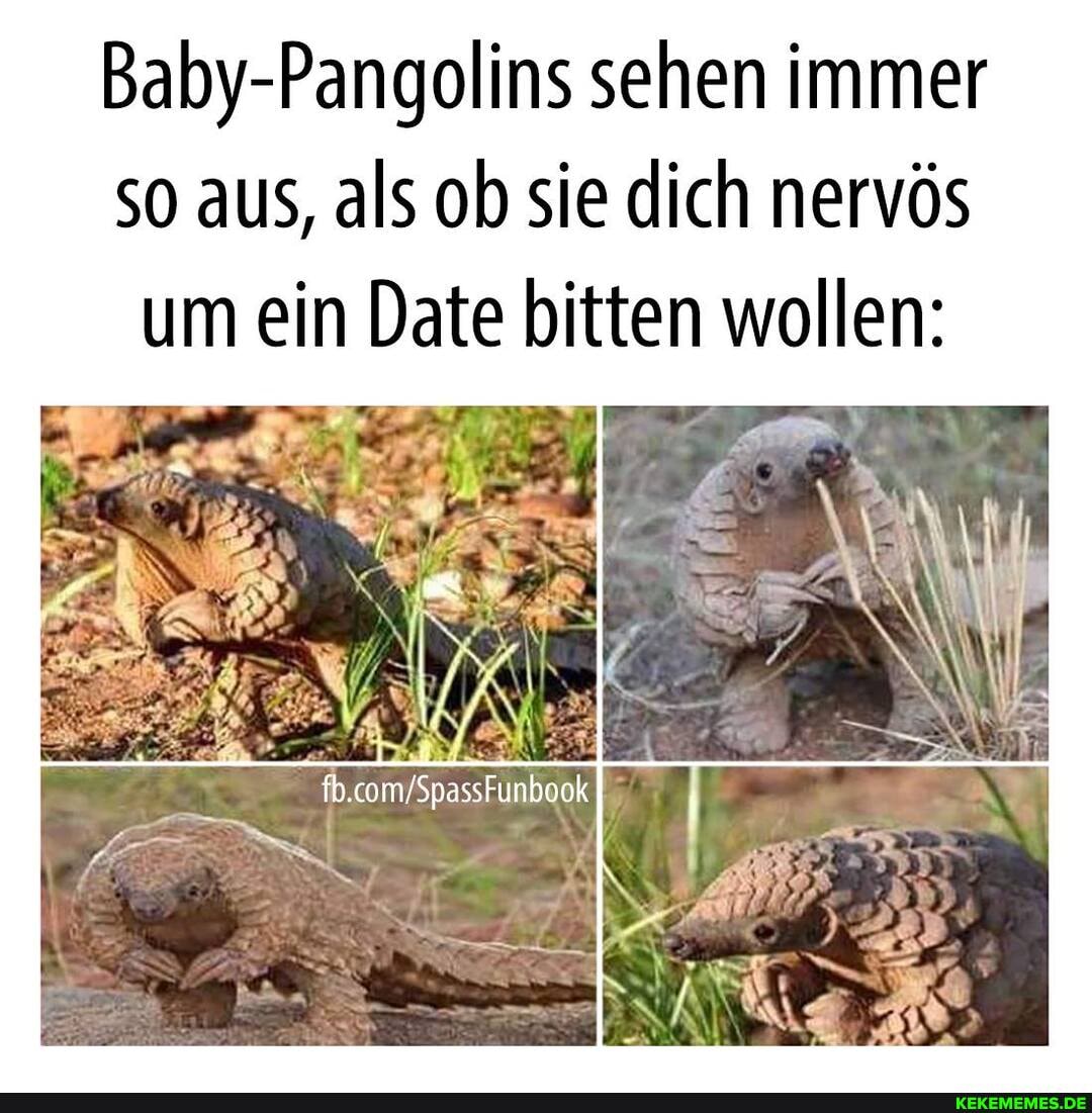 Baby-Pangolins sehen immer so aus, als ob sie dich nervös
um ein Date bitten wollen: