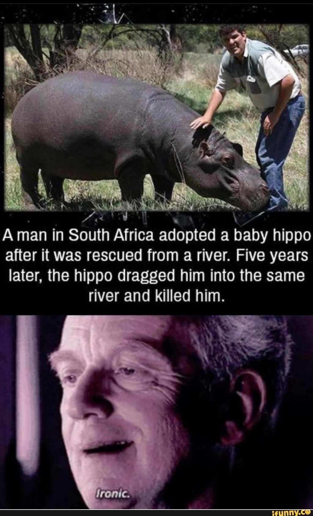 A
man in South Africa
a baby hippo
after it was rescued from a river. Five years
later, the hippo dragged him into the same
river and killed him.