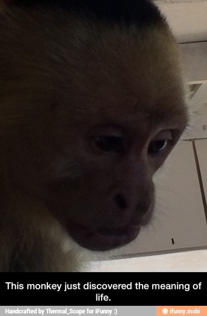 This monkey just discovered the meaning of
life. - This monkey just discovered the meaning of life.