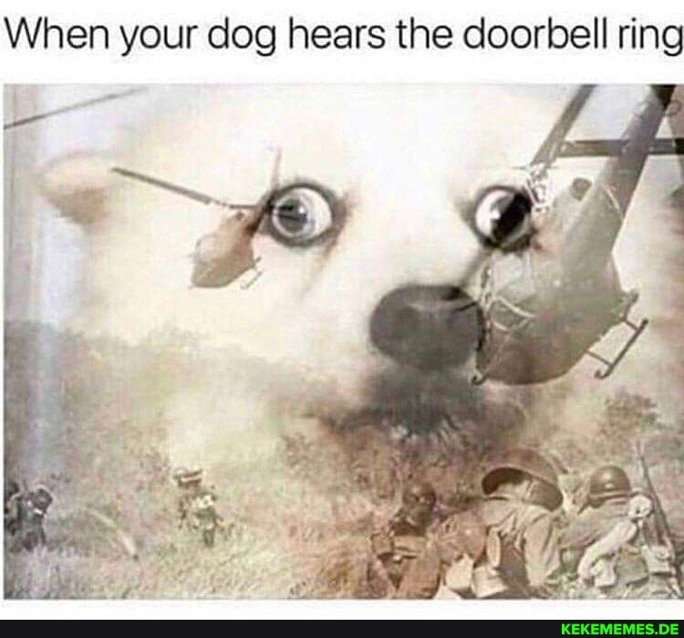 When your dog hears the doorbell ring