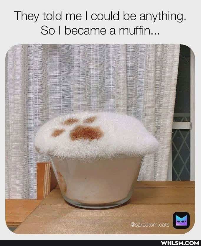They told me I could be anything.
So I became a muffin...
@sarcatsm.cats