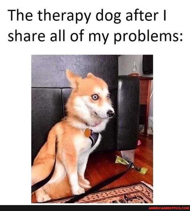 The therapy dog after I share all of my problems: