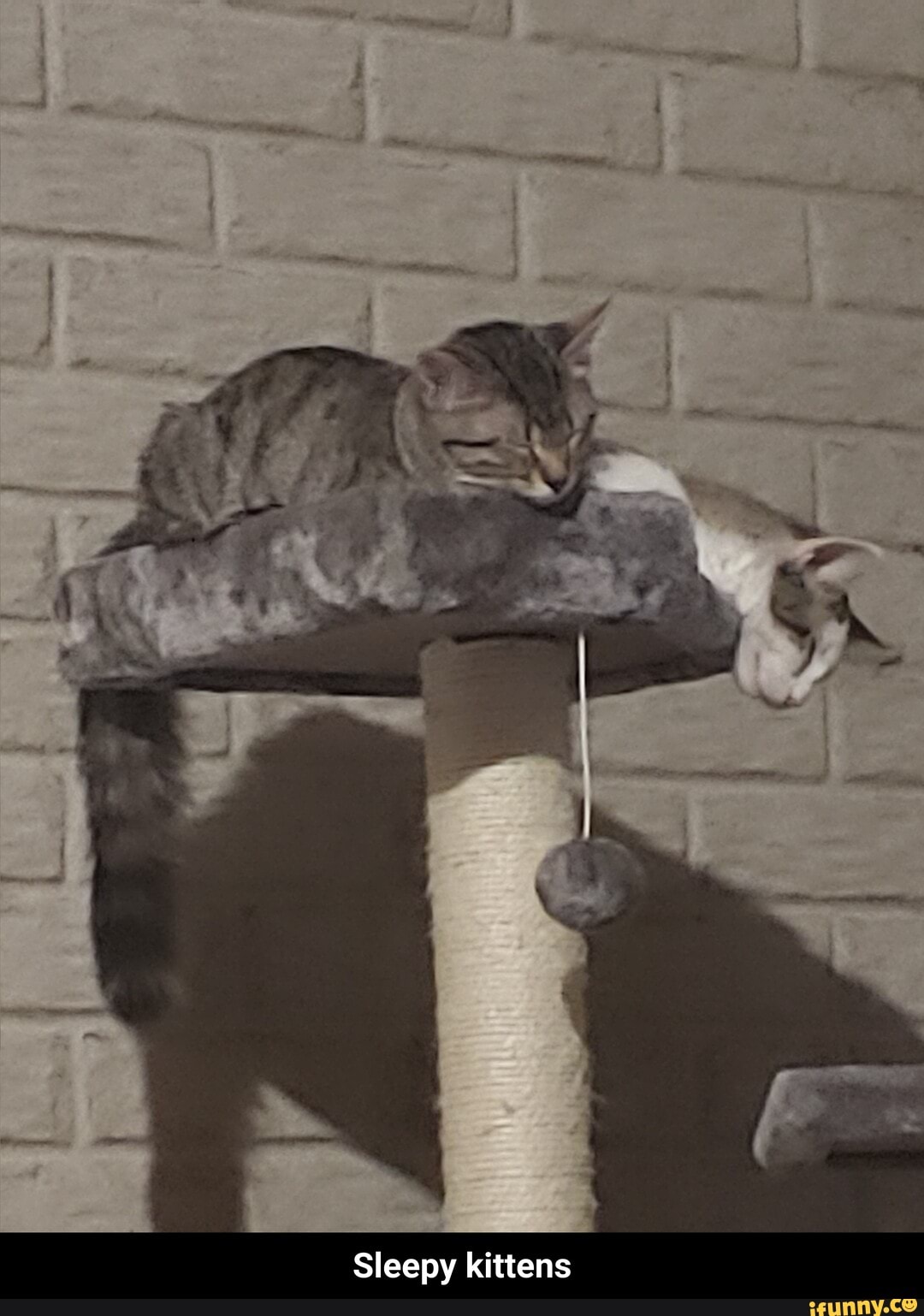 Sleepy kittens - Sleepy kittens