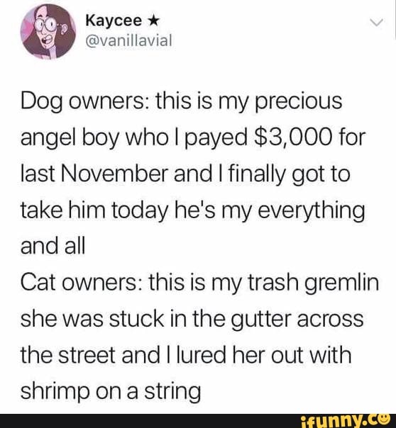 Dog owners: this is my precious
angel boy who I payed $3,000 for
last November and I finally got to
take him today he's my everything
and all
Cat owners: this is my trash gremlin
she was stuck in the gutter across
the street and I lured her out with
shrimp ona string
