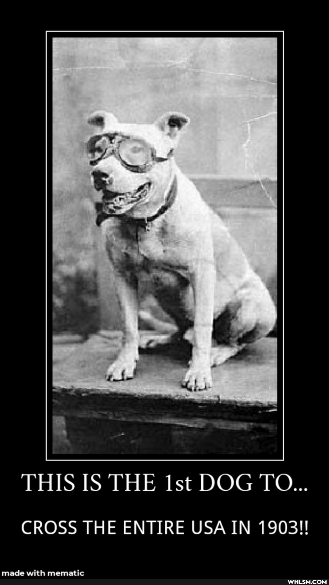 LA
THIS IS THE Ist DOG TO...
CROSS THE ENTIRE USA IN 1903!