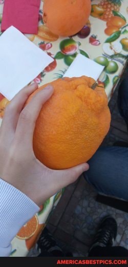 hahaha, big, orange, hahah, funni