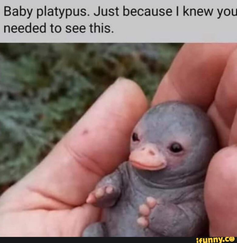 Baby platypus. Just because I knew yo
needed to see this.