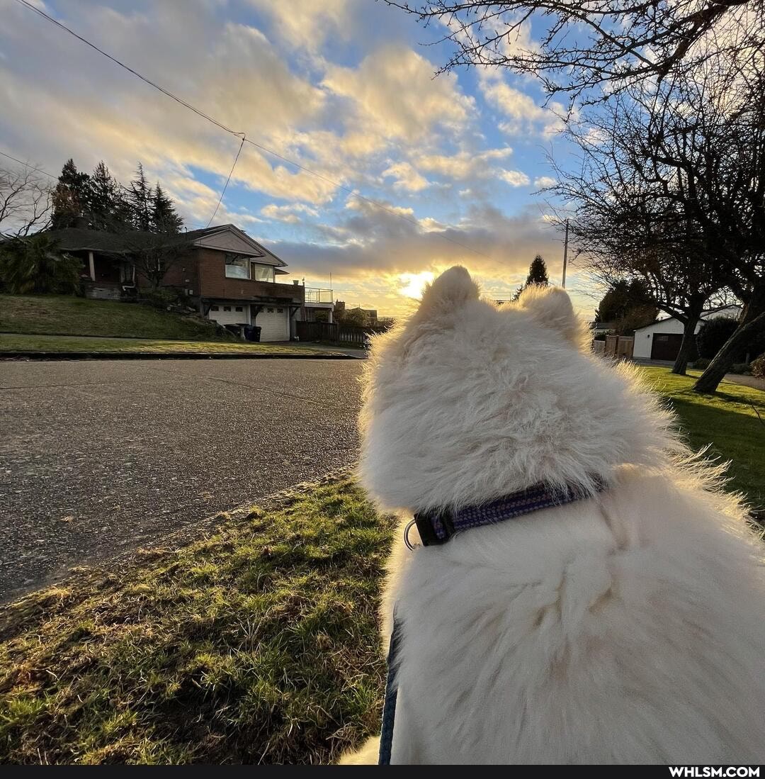 fluffy, aww, samoyed, baby_animals, puppy