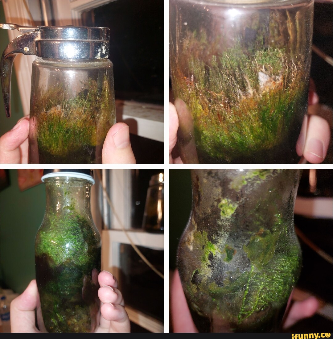 Terrarium memes. Best Collection of funny Terrarium pictures on iFunny
