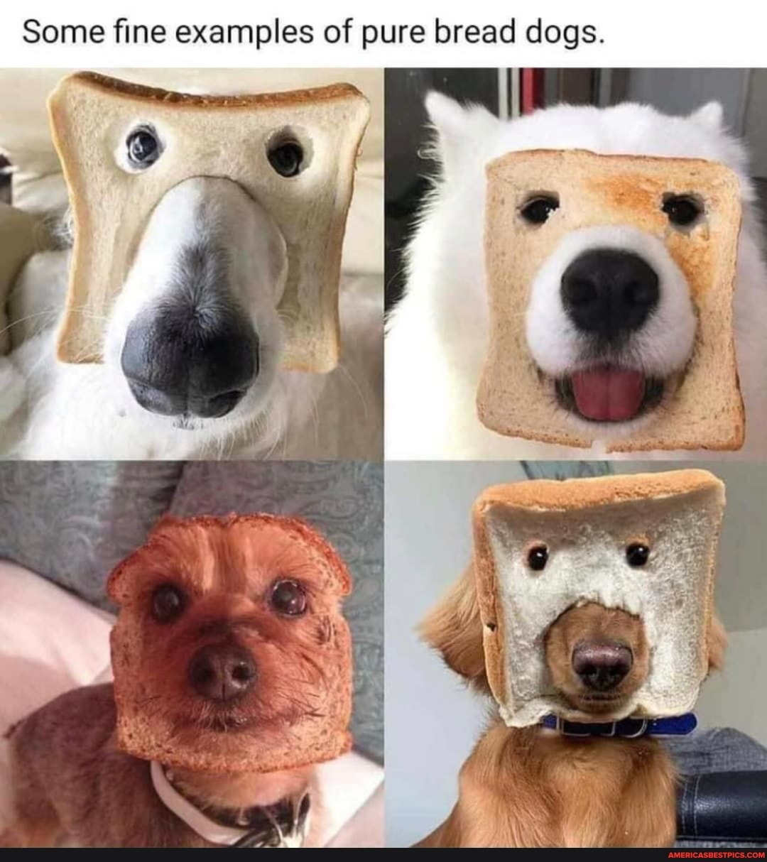 Some fine examples of pure bread dogs.