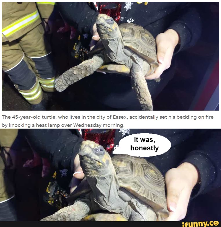It was an accident, poor thing The 45yearold turtle, who lives in