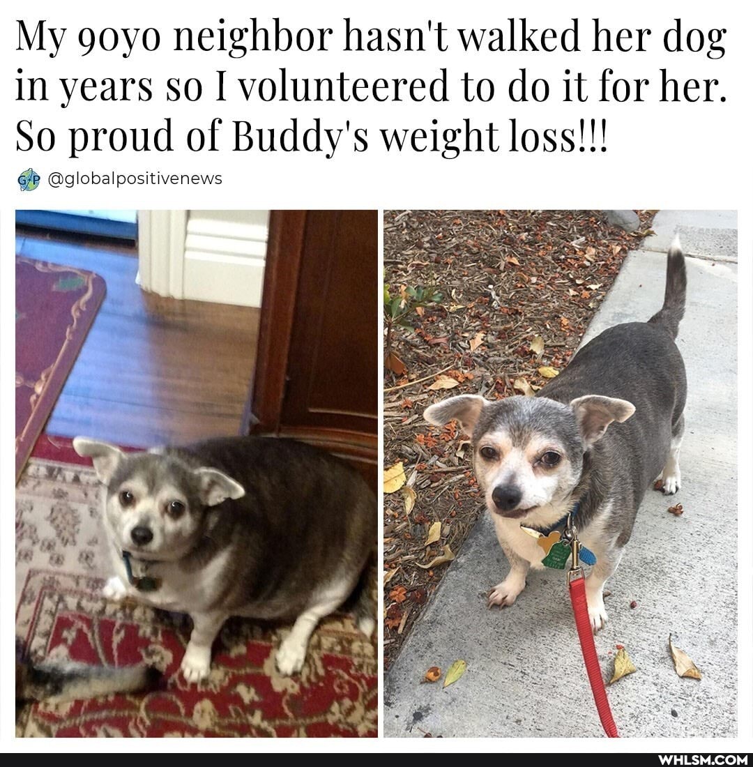 My goyo neighbor hasn't walked her dog in years so I volunteered to do it for her.
So proud of Buddy's weight loss!!!
@globalpositivenews