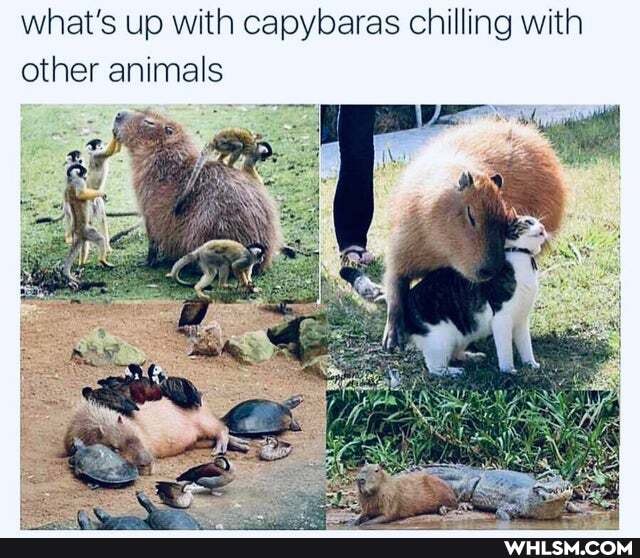 what's up with capybaras chilling with other animals