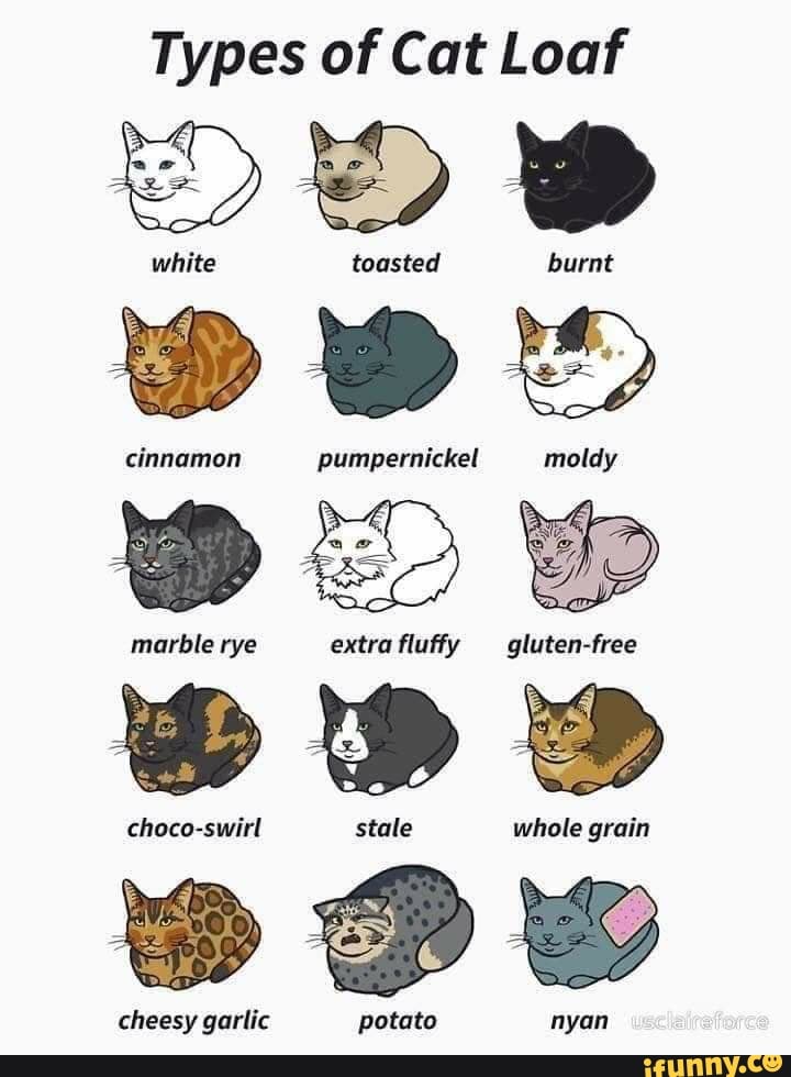 Types of Cat Loaf cinnamon pumpernickel moldy marble rye extra fluffy
