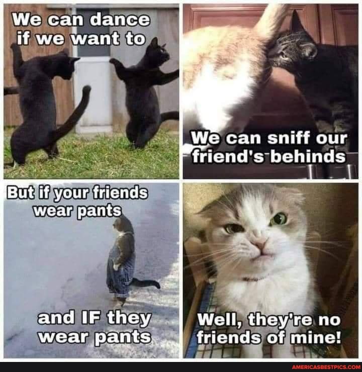 We can dance if we want to
LWe can sniff our friend's behinds:
Quit if your friends wear pants
and IF they Well, they're no wear pants. triends of mine!