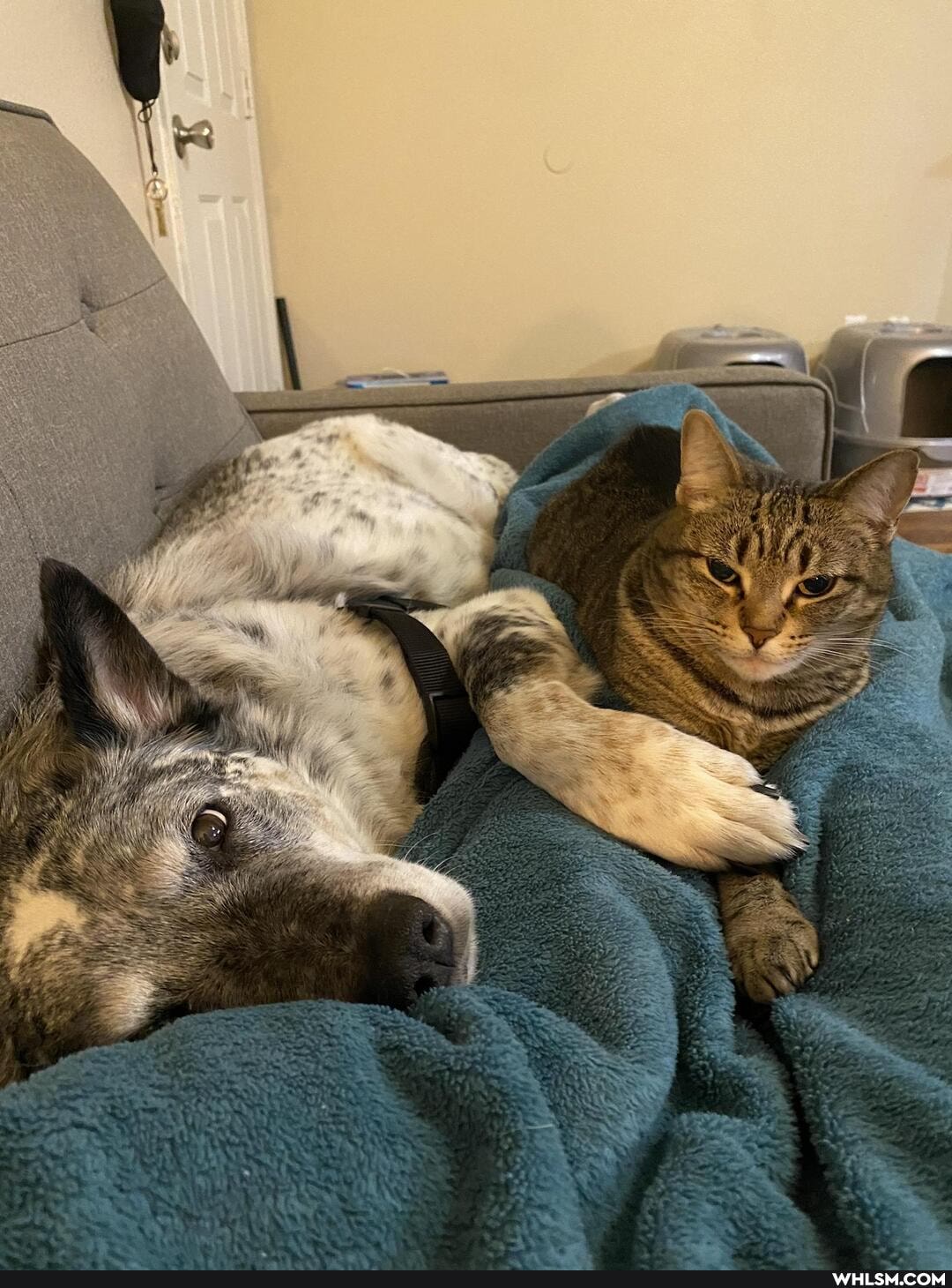 cat, dog, aww